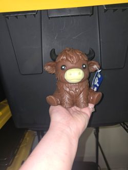 Highland cow