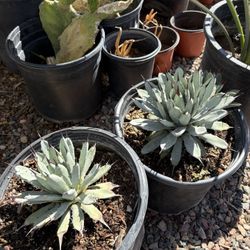 Cactus agave mesquite Nopales palmas Aloe Vera plants roses 