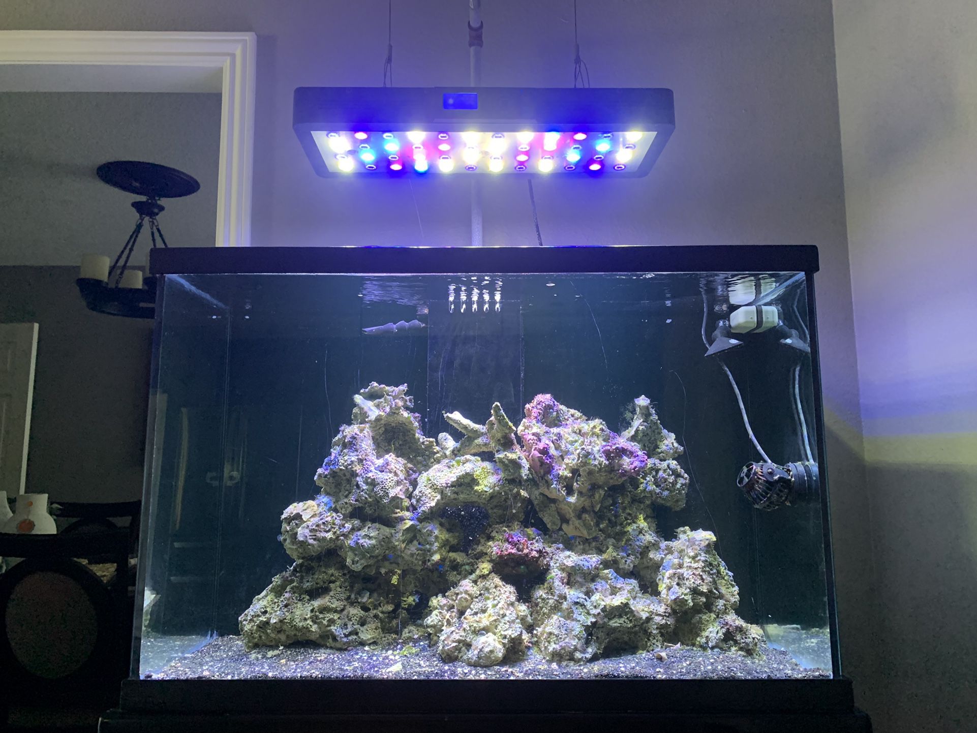 50 gallon Saltwater Reef Fish Tank, 20 gallon sump, 50lbs live rock, Auto top off 