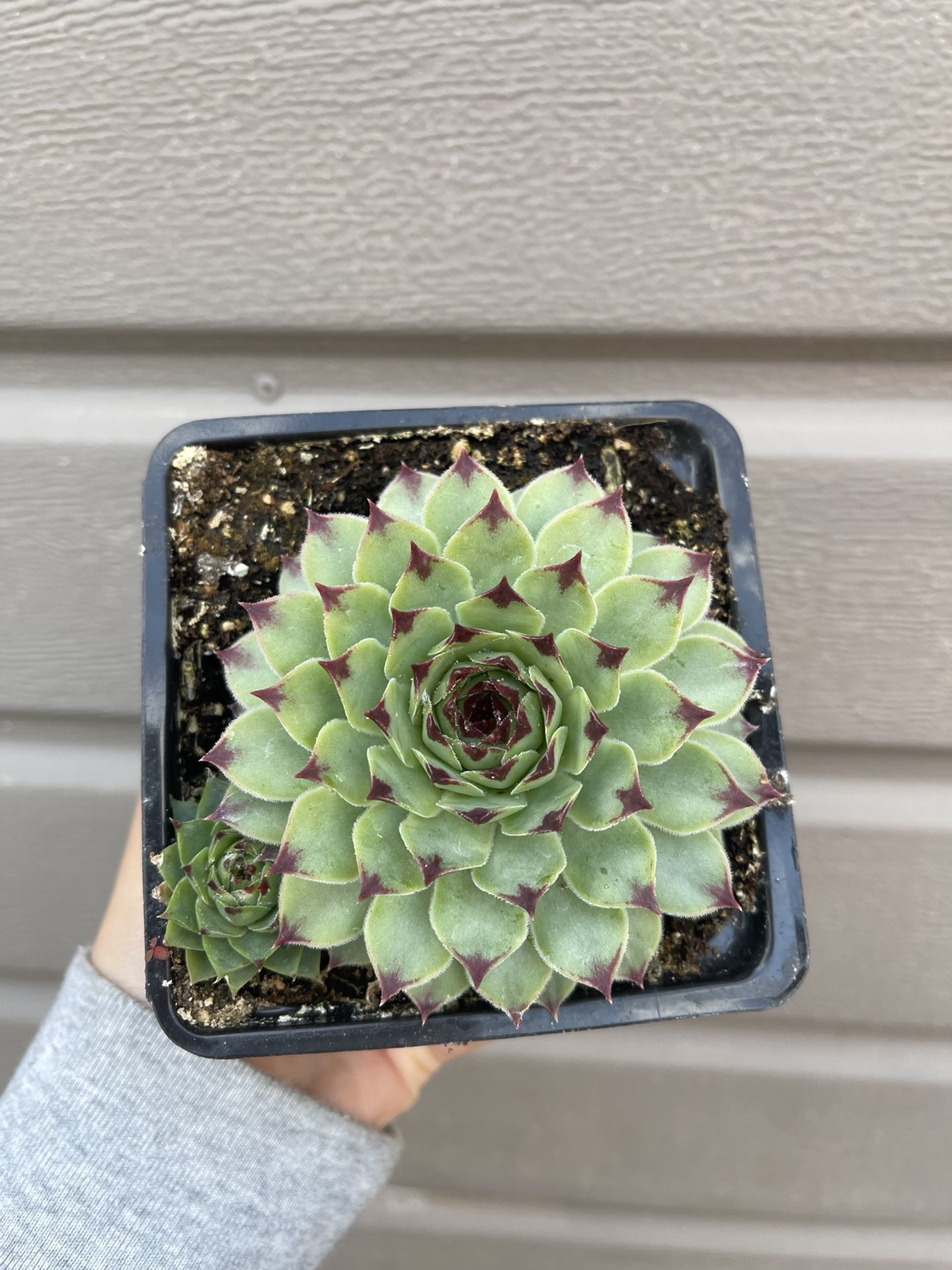 4” sempervivium succulent