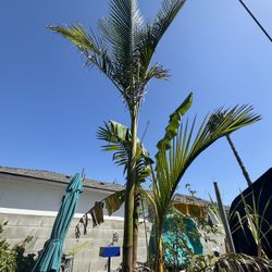 King Palm Trees