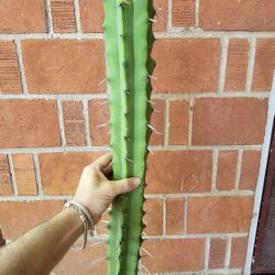 Myrtillocactus Geometrizans / Blue Myrtle / Blueberry Cactus