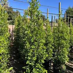 Ficus Nitida Privacy Hedge