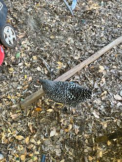 Hen and rooster              Accept trades