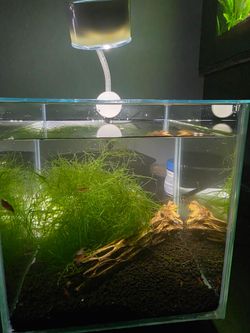Desktop Aquarium
