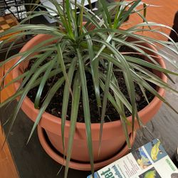 Peace Lily and Spider Plant 