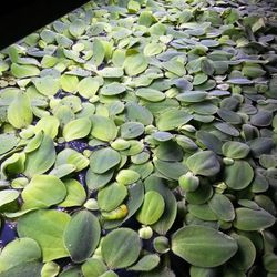Mini Water Lily For Sale | Aquarium Plants | Floating Aquarium Plants