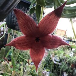 Beautiful & Healthy Plant  Stapelia 
