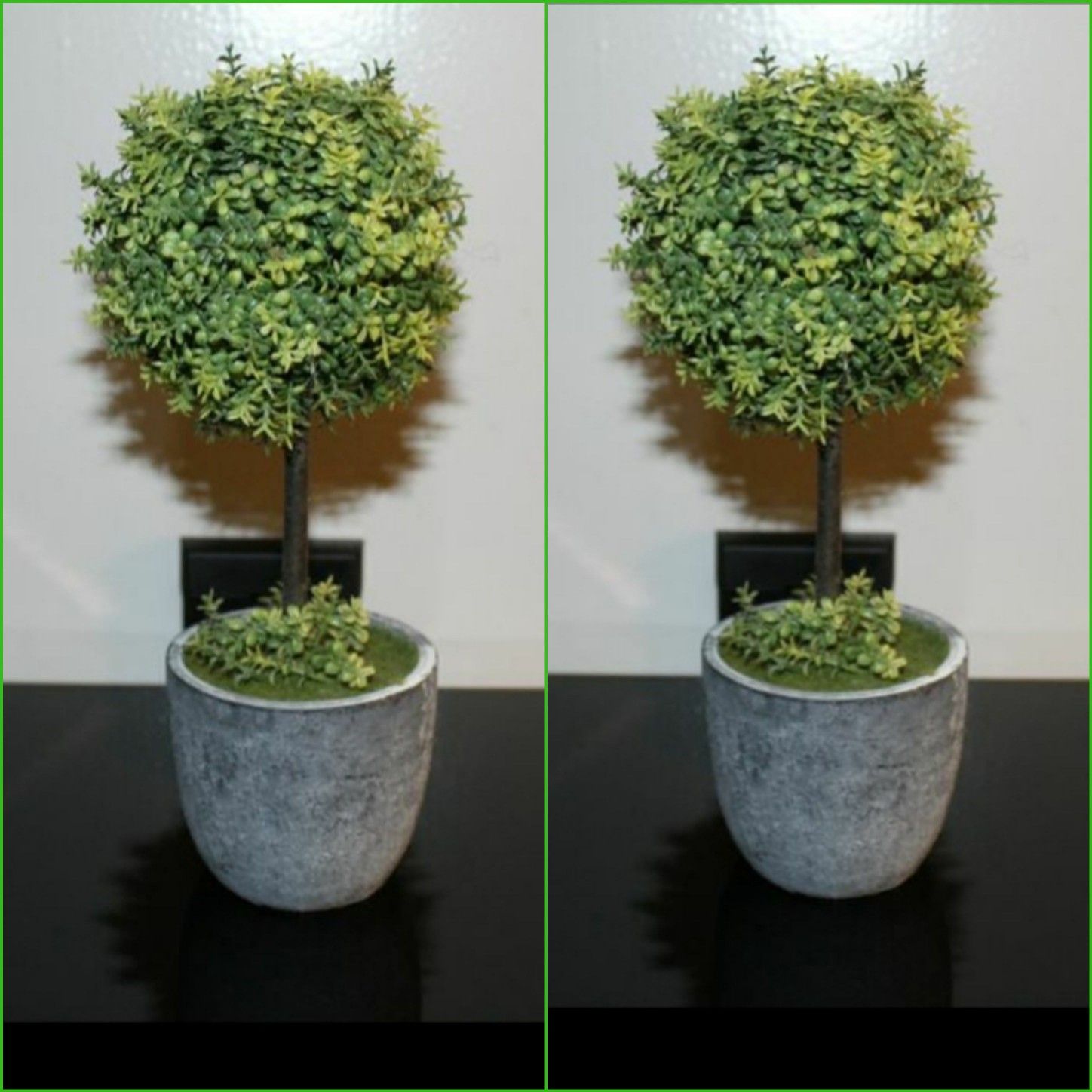 Boxwood Topiary Trees