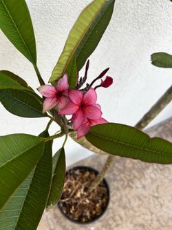 Plumeria Plant