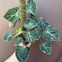 6” philodendron verrucosum