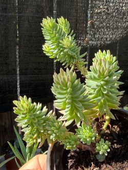 Succulents Plants 🌱