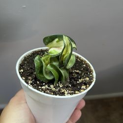 4” Mauna Loa Hoya