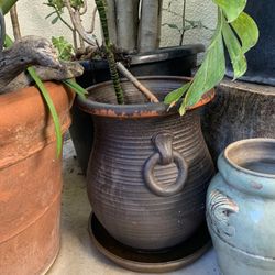 Corn Dracaena Plant In A Ceramic Pot🌱 🪴