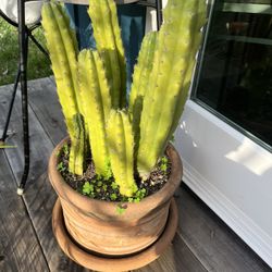 Cactus 