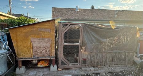 Free ten chickens, chicken coop and chicken run - must take all
