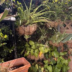 Hanging Pots Of Vines And Air Plants