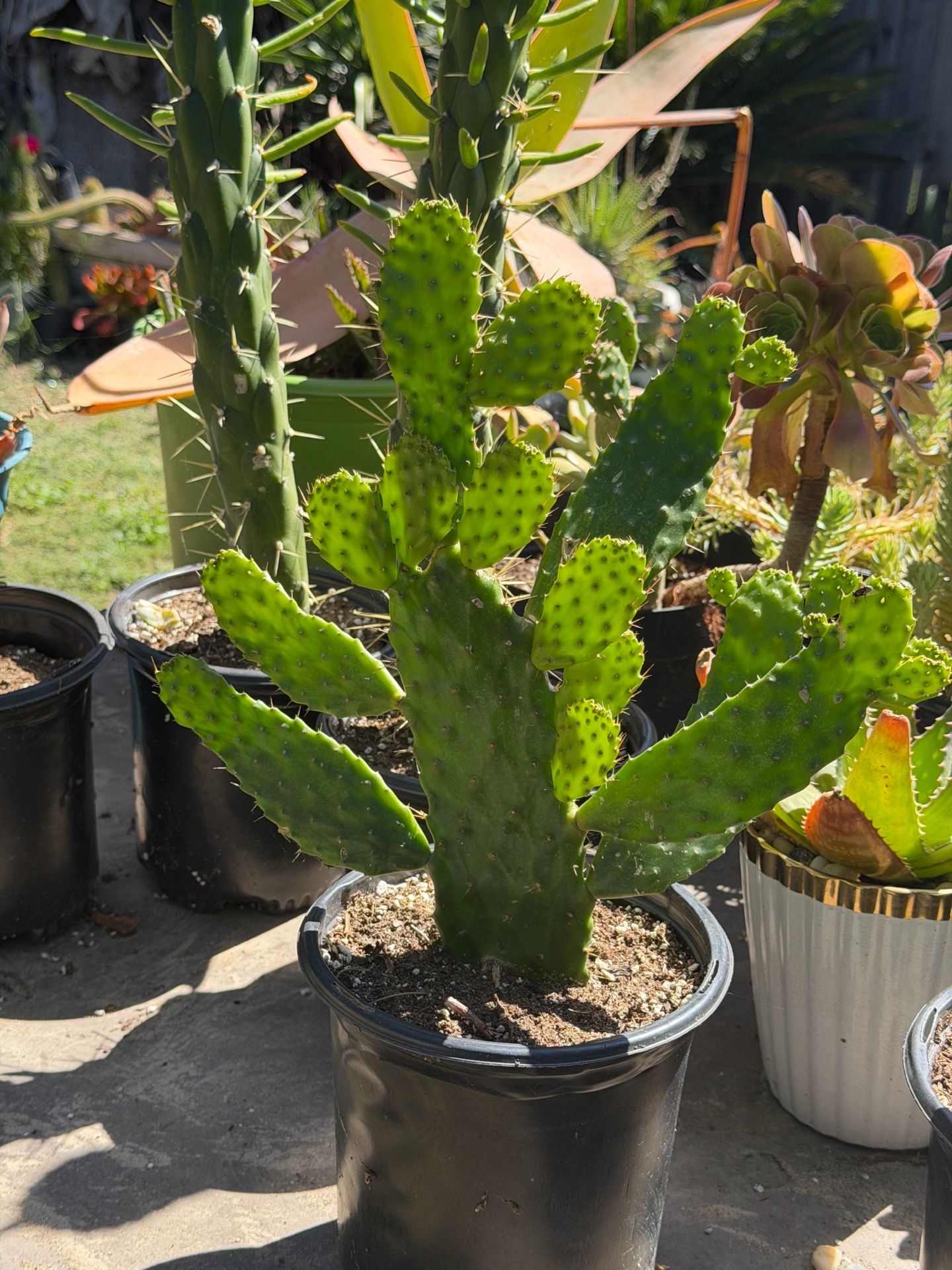 Cactus 🌵