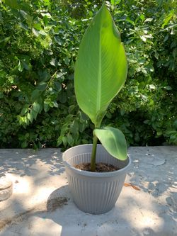 Canna lily plant in Long Island great neck