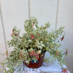 Succulent Cotyledon 