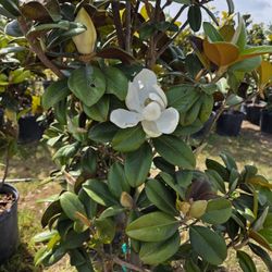 Magnolias Tree 15gallones 6ft Tall Teddy Bear