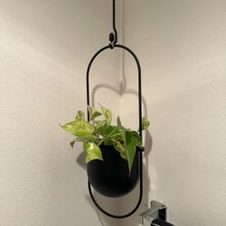 Plant Holders 