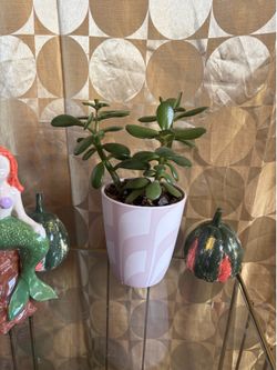 Plant