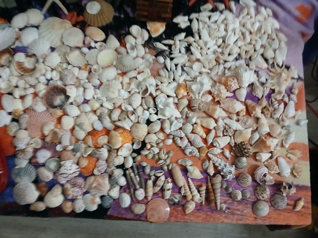 Shells,coral, Sand & More