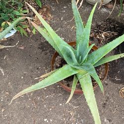 Aloe Vera plant 