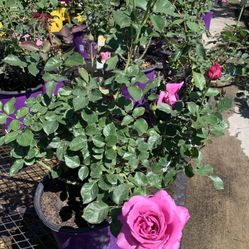 Rose Plant With Flower