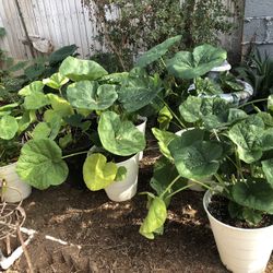 Hollyhock Flower Plants