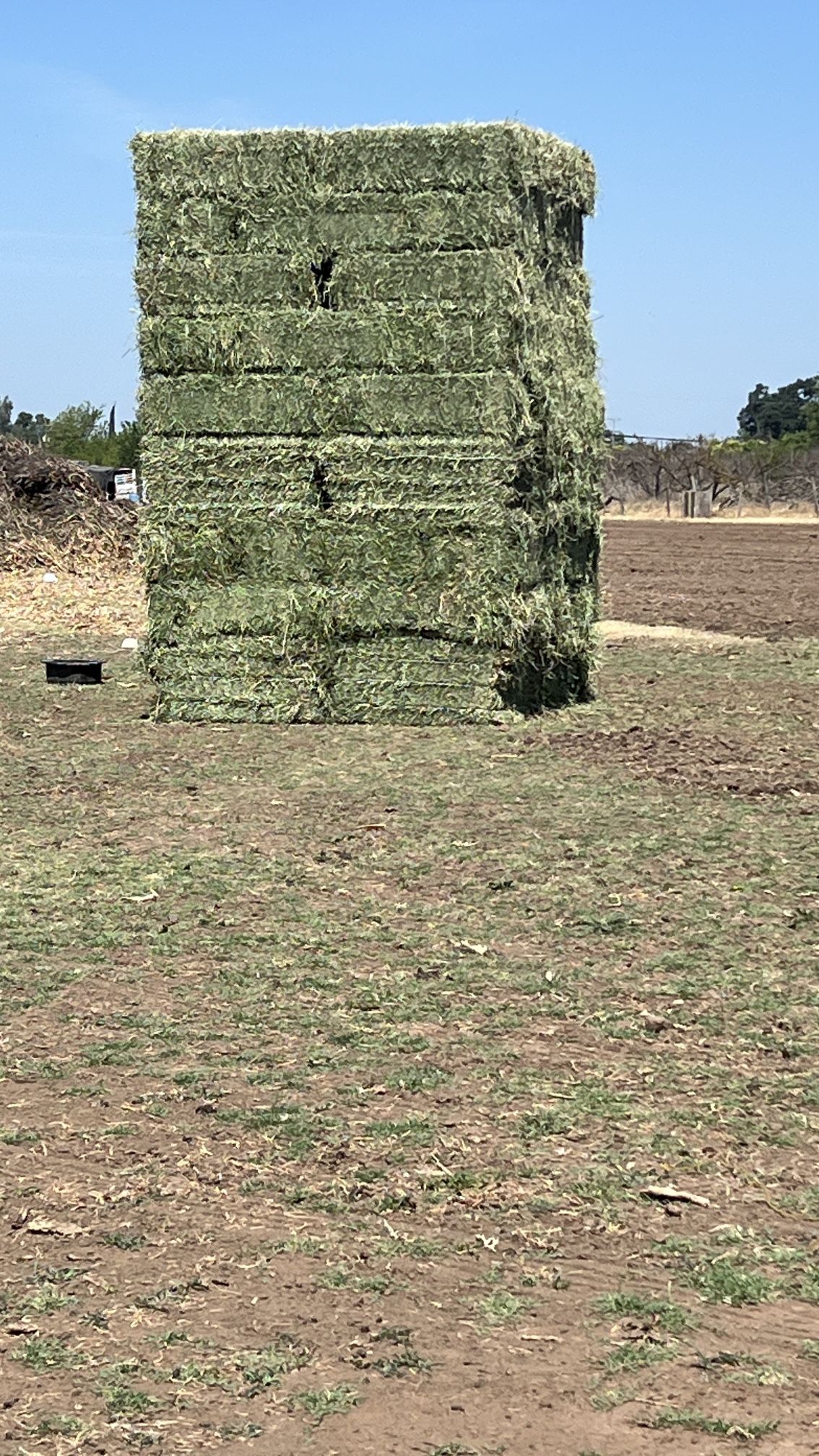 Alfalfa