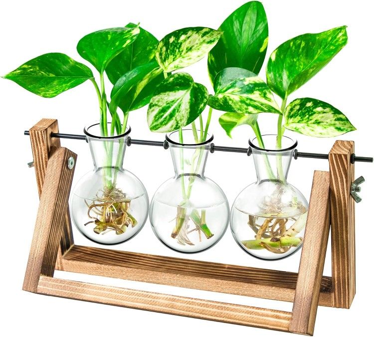 3 Bulb Plant Station Terrarium with Wooden Stand