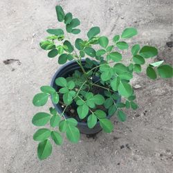 Moringa/malunggay Plants