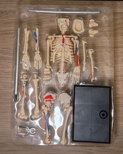 41-Piece Human Anatomy Skeleton Model Kit – Complete Set, New in Box