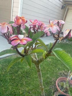 Plomeria $20