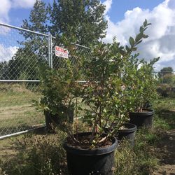 Blueberry  Bushes.  4’ - 6’ Tall