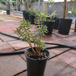 Crassula Tetragona, Succulent