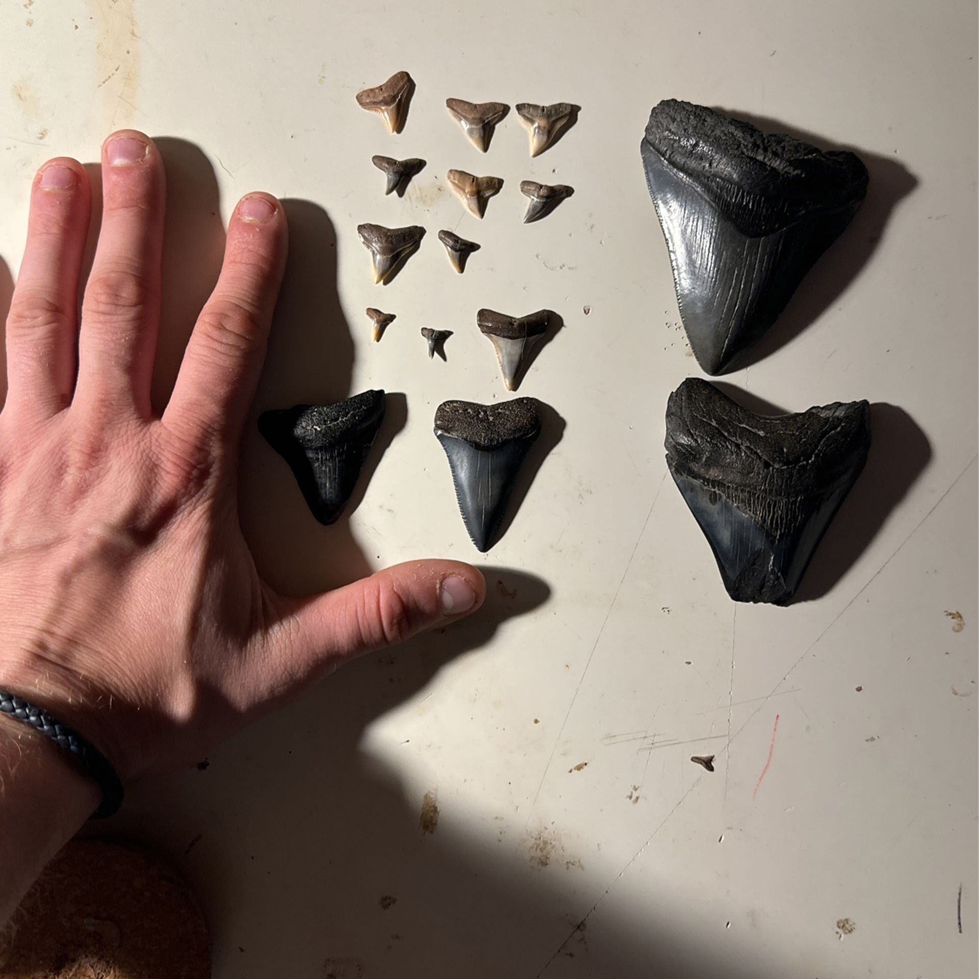 Megladon And Great White Shark Teeth