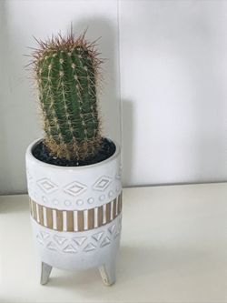 Real golden barrel cactus succulent arrangement plant flowers home decor planter pot