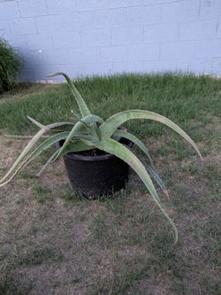 Hermosa planta de Aloe vera Grande