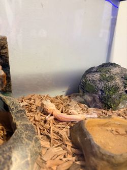 Free leopard geico