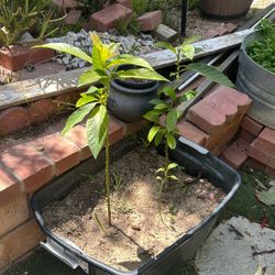Avocado Trees 