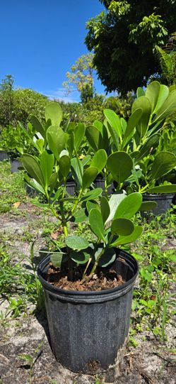 Clusia plants 3g 7g