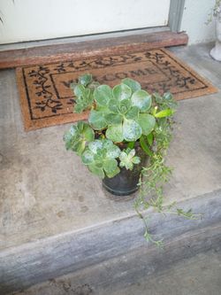 Beautiful succulent