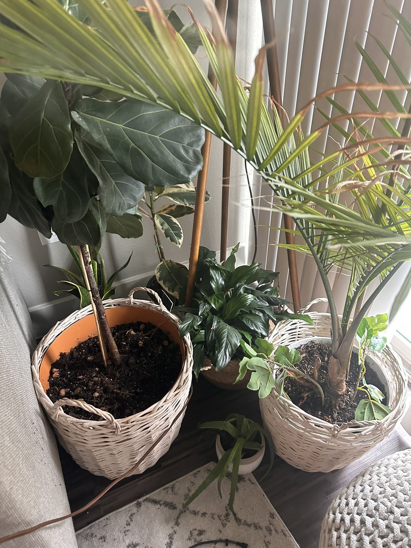 Plants And Pots!