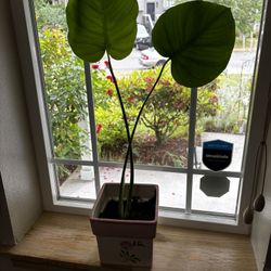 Monstera In Ceramic Pot