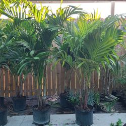 Palmas Alexandra Palm 7gallon 