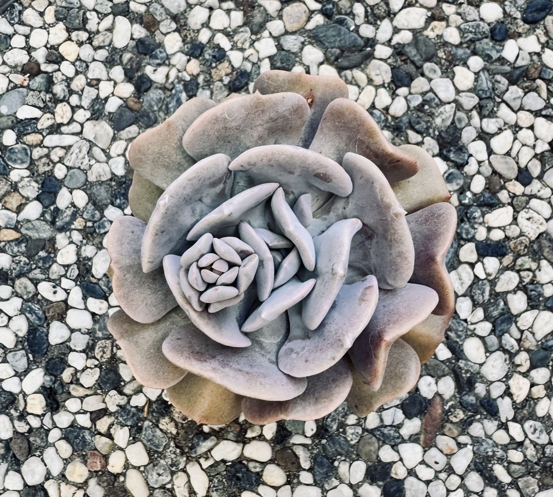 Succulents 3 For $10