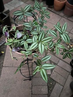 Tradescantia Zebrina Hanging Plant